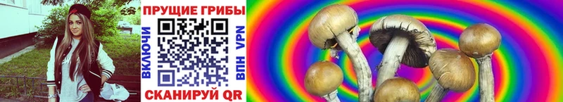 Псилоцибиновые грибы Cubensis  маркетплейс какой сайт  Сегежа  даркнет сайт 